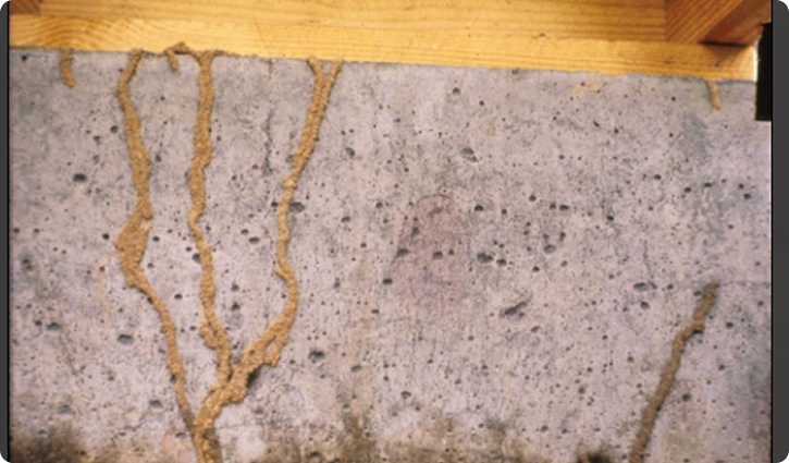 Termite Inspection (WDI)